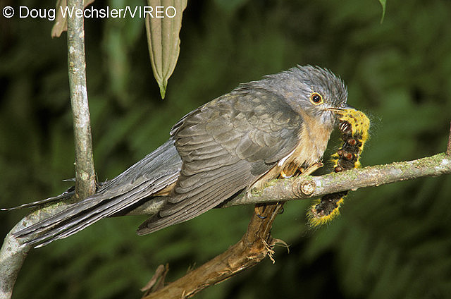 Brush Cuckoo w02-16-055.jpg